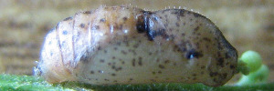 Pupae